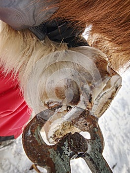 Hoof care of horse before being mounted horseshoe