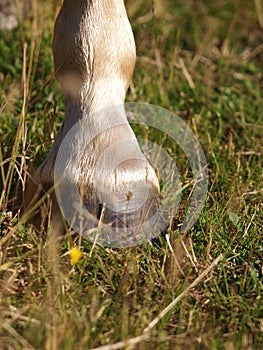 Hoof Close Up