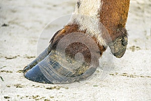 Hoof of a cow close up standing on a path, black nail, brown and white coat