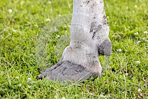 Hoof of a dairy cow standing in a green grass field, white shoe