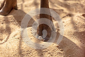 Hoof deer on the sand