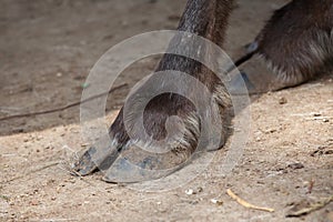 Hoof of domestic reindeer (Rangifer tarandus f. domestica)