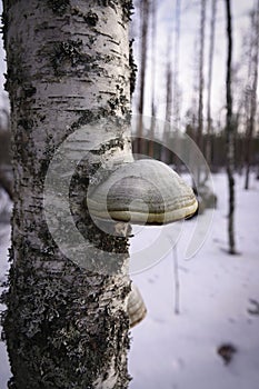 Hoof fungus with birch