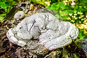 Hoof Fungus Growing on a Fallen Tree Trunk