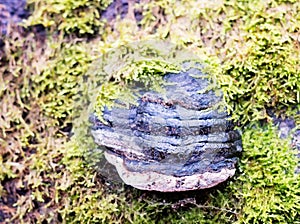 Hoof Fungus Growing on a Tree Trunk