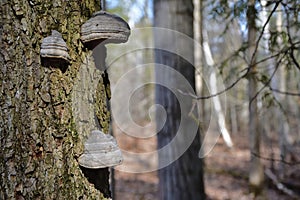 Hoof fungus, Polyporales, Polyporaceae, Fomes fomentarius.