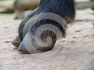 Hoof of a goat