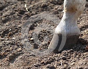 Hoof of a horse photo