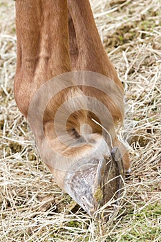 Hoof of a horse