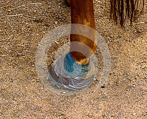 The hoof of a horse is connected