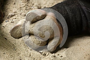 Hoof of the Malayan tapir Tapirus indicus