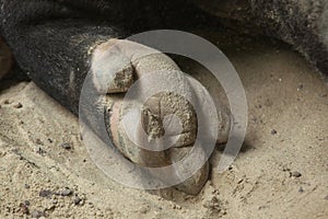 Hoof of the Malayan tapir Tapirus indicus