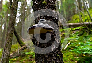 Hoof mushroom on the trunk of tree