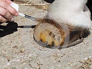 Hoof Oil