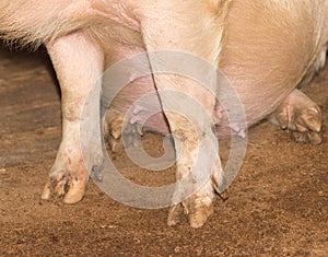Hoof pig farm