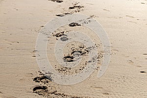 Hoof prints in the sand