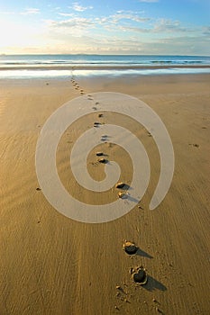 Hoof prints in the sand photo