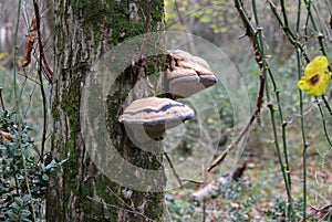 Hoof tinder bracket fungus on mossy tree trunk