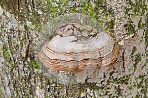 Hoof tinder bracket fungus on tree