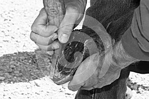 Hoof Trimming.