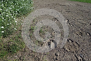 Hoofprints on the ground. Hoof tracks on the village road