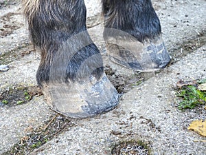 Hoofs after blacksmith care.  Detail of unshod horse hoof