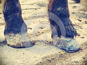 Hoofs after blacksmith care.  Detail of unshod horse hoof photo