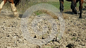 Hoofs of horse running on the sand. Close up of legs of stallions herd  galloping on the dry muddy ground. Horse legs in grey dust