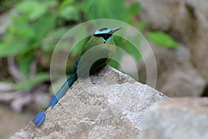 Hooglandmotmot, Highland Motmot, Momotus aequatorialis photo