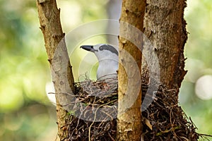 Hook-billed Vanga - Vanga curvirostris