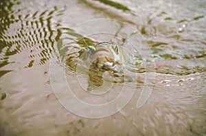 On hook. Fishing with fly fishing