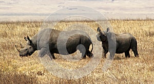 Hook-lipped (Black) Rhino, Ngorongoro Crater game