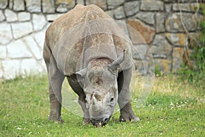 Hook-lipped rhinoceros