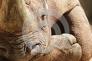 Hook-lipped Rhinoceros (Diceros bicornis) photo