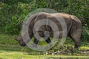 Hook-lipped rhinoceros (Diceros bicornis) in a green field