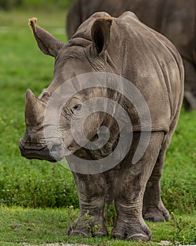 Hook-lipped rhinoceros (Diceros bicornis) in a green field