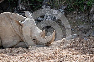 Hook-lipped rhinoceros (Diceros bicornis) in a zoo