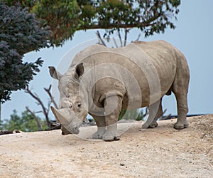 Hook-lipped rhinoceros (Diceros bicornis) in a zoo