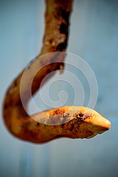 Hook and Snake Abstract Texture portrait with rust