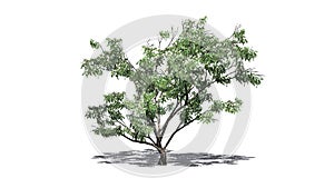 Hook Thorn tree with flowers and shadow on the floor - isolated on white background