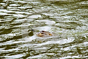 Hooked carp popping up head above the water