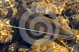 Hooked Cutthroat Trout