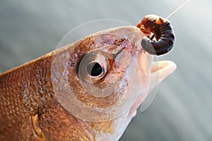 Hooked Fish