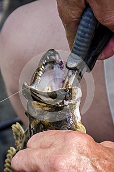 Hooked flounder