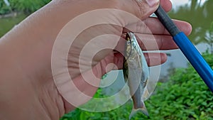 Hooked mystus gulio fish