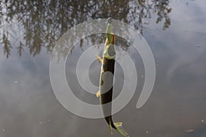 Hooked northern pike caught by a flyfisherman with a colorful pike fishing fly on its mouth October cloudy day at the Baltic Sea i