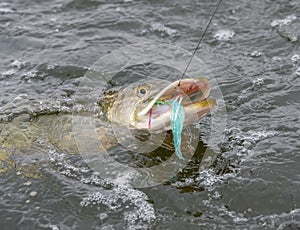 Hooked pike with colorful fly in its mouth