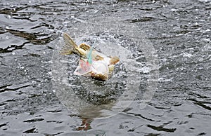 Hooked pike fighting and jumping out of the water with pike fishing fly in the mouth