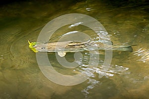 Hooked smallmouth bass swimming in the shallows