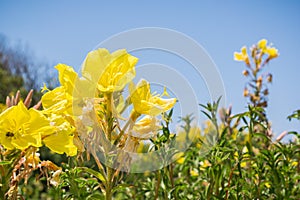 Hooker`s evening primrose Oenothera elata wildflower blooming on the Pacific Ocean coastline, California